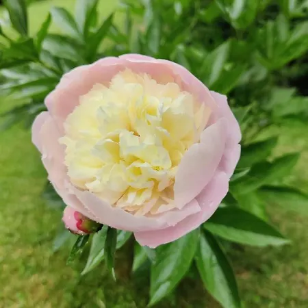 Дом отдыха Grete, An Der Weinstrasse