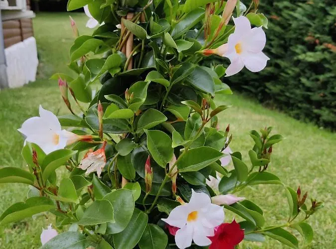 Grete, An Der Weinstrasse بيت للعطل إيهرينهاوزين